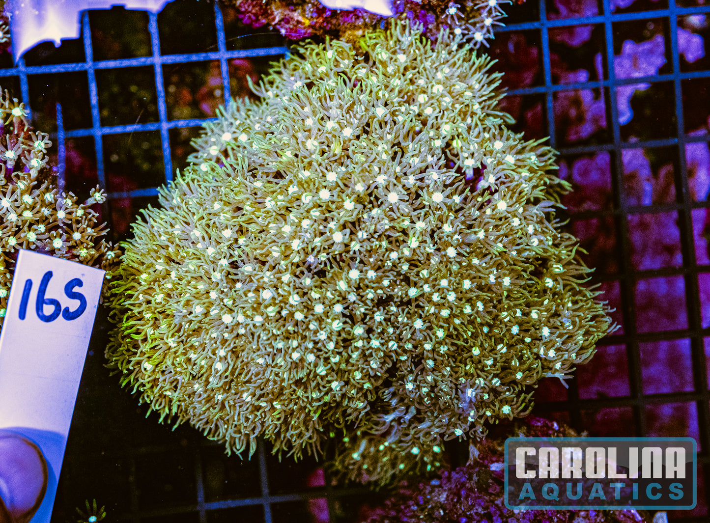 WYSIWYG 165 Green Star Polyp