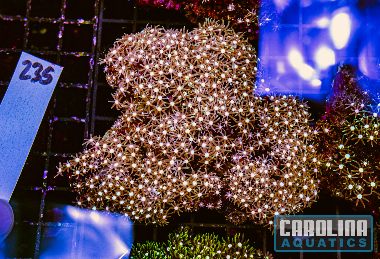 WYSIWYG 235 Green Star Polyp