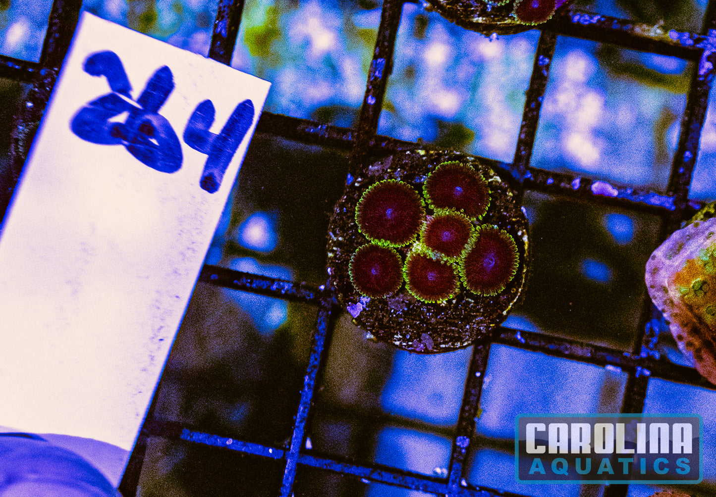 WYSIWYG 264 Lucky Kentucky Zoa