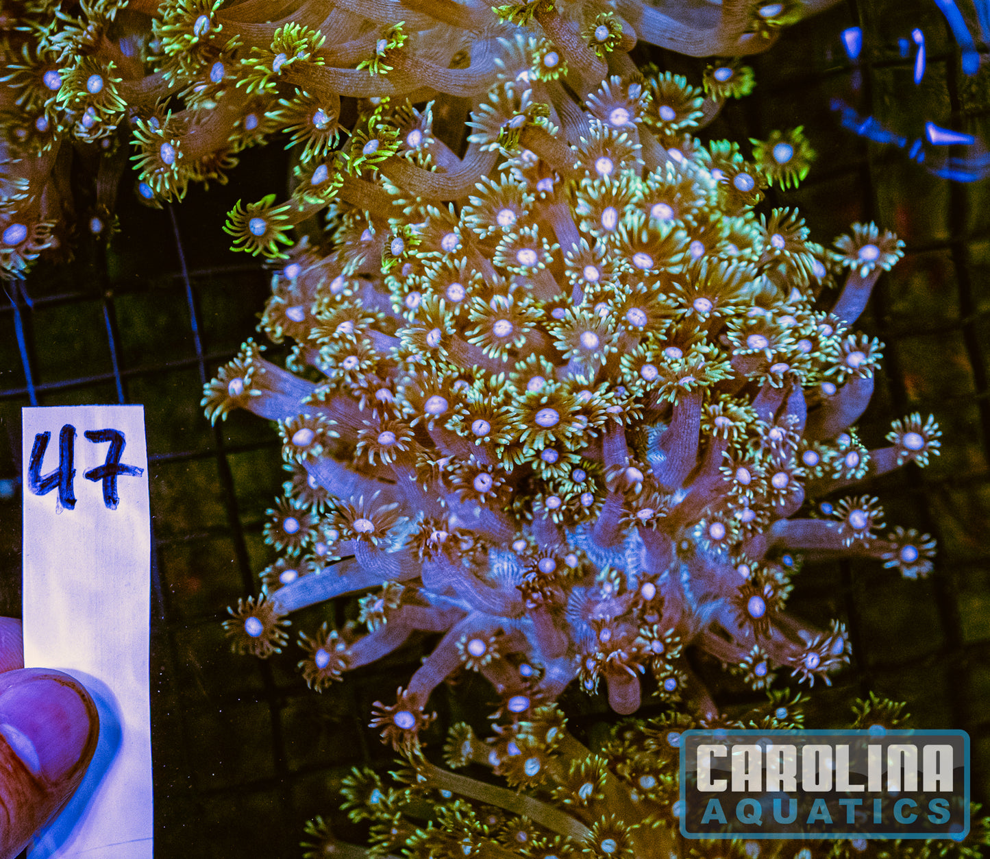 WYSIWYG 47 Jewel Goniopora