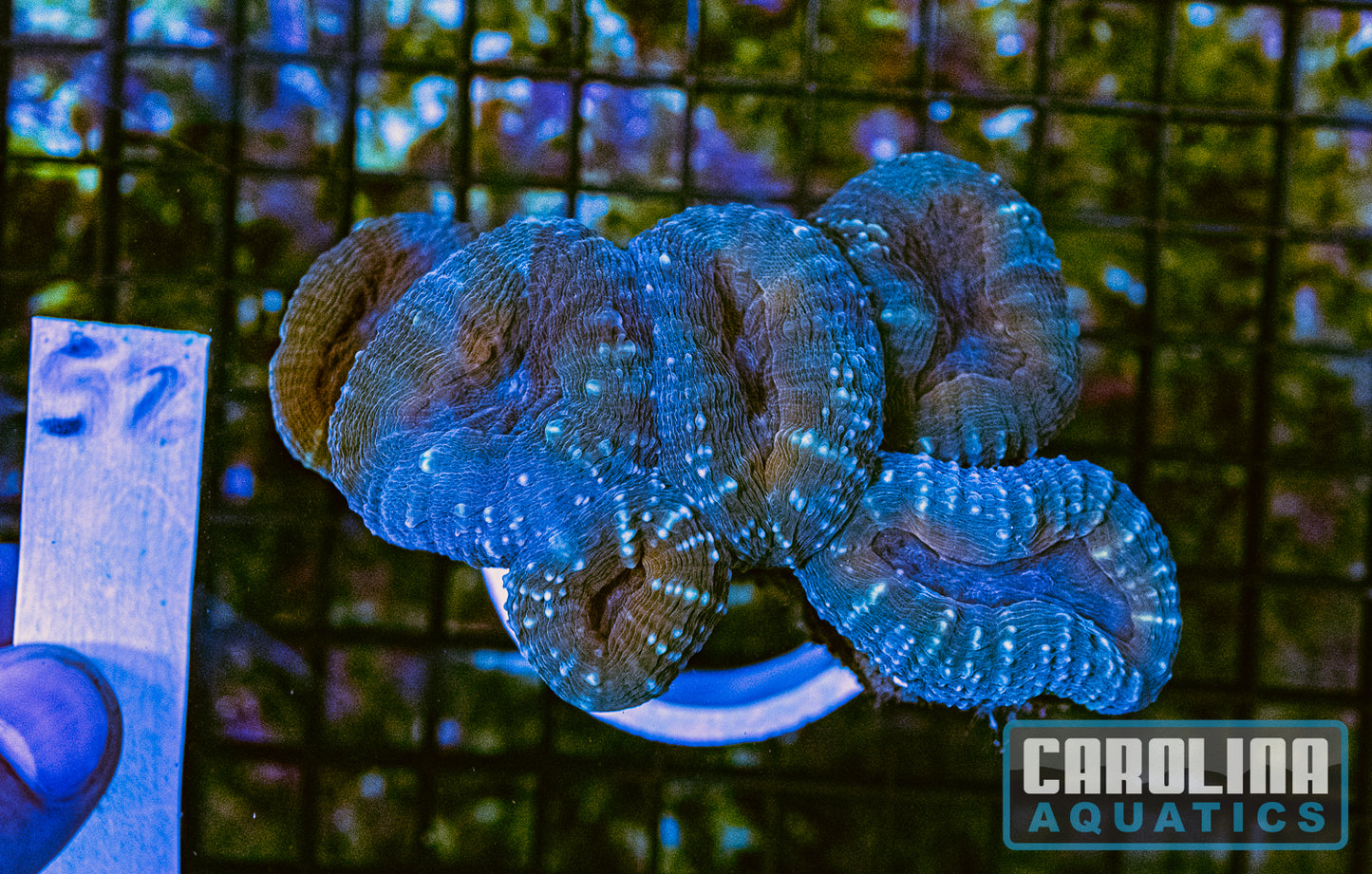 WYSIWYG 52 Branching Lobo