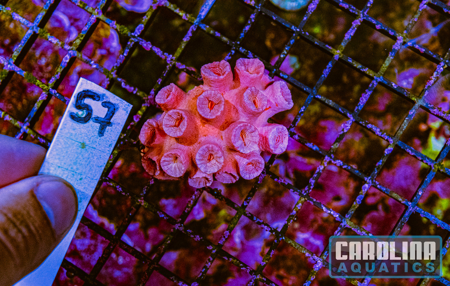 WYSIWYG 57 Sun Coral