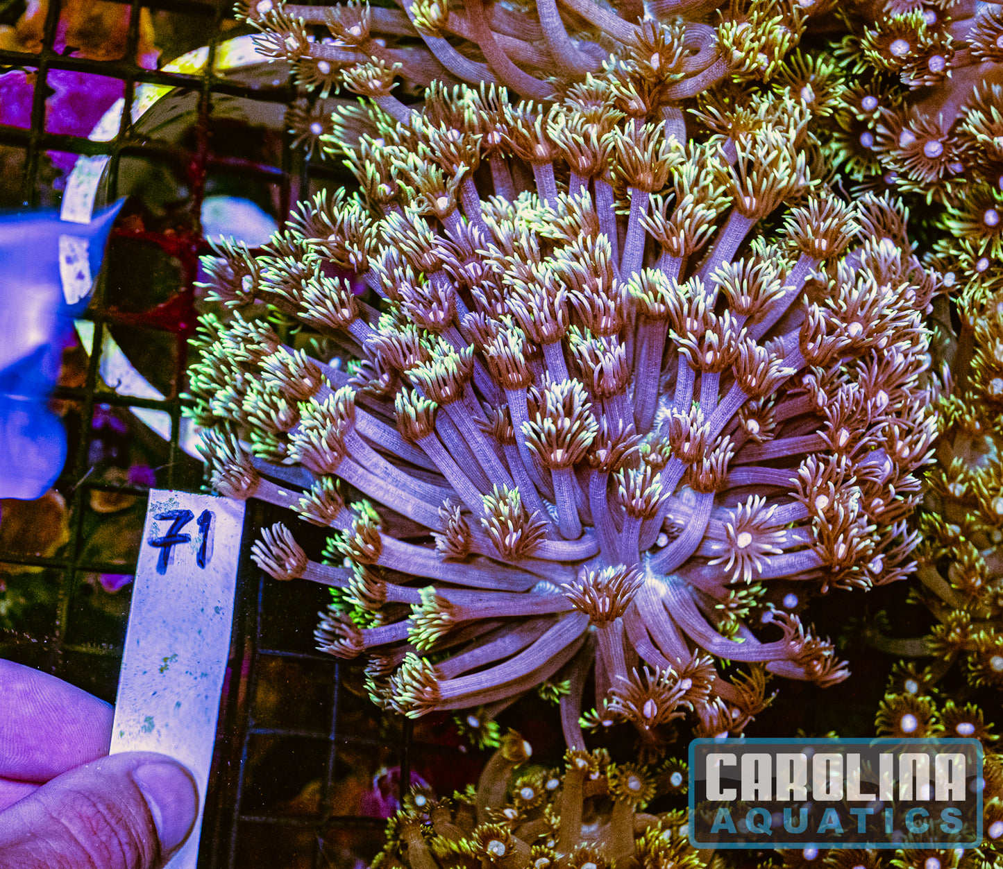 WYSIWYG 71 Jewel Goniopora