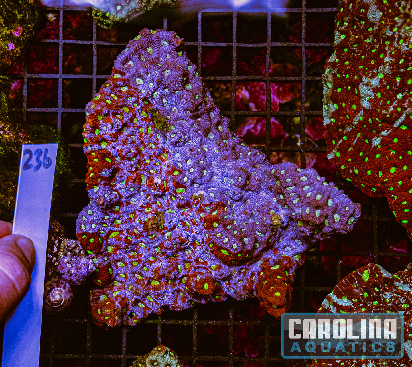 WYSIWYG 236 War Coral
