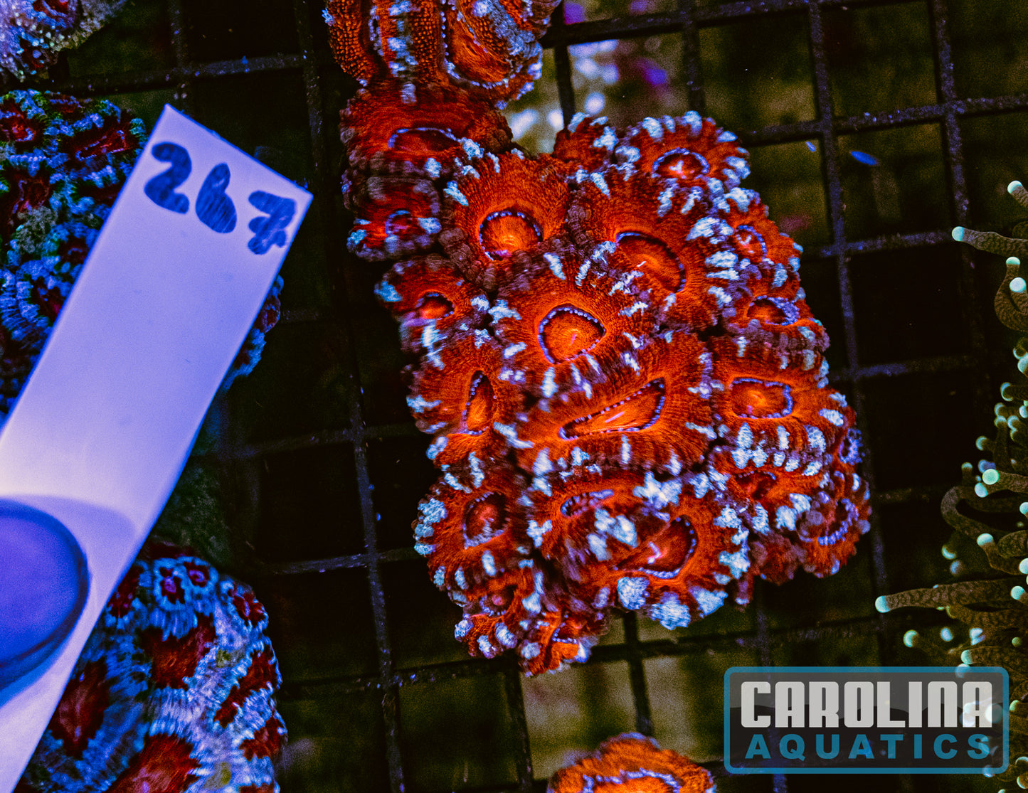WYSIWYG 267 Acan