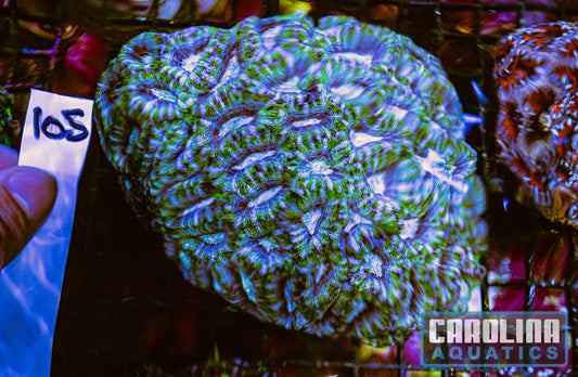 WYSIWYG 105 Acan
