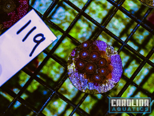 WYSIWYG 119 Zoa