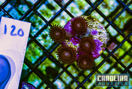 WYSIWYG 120 Zoa