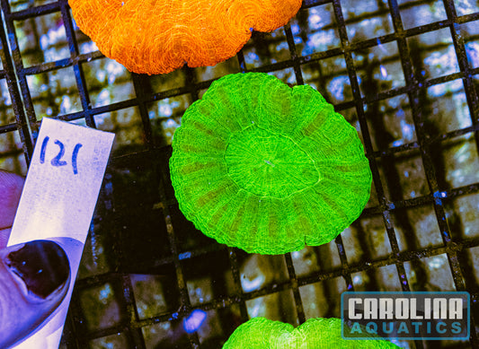 WYSIWYG 121 Scoly