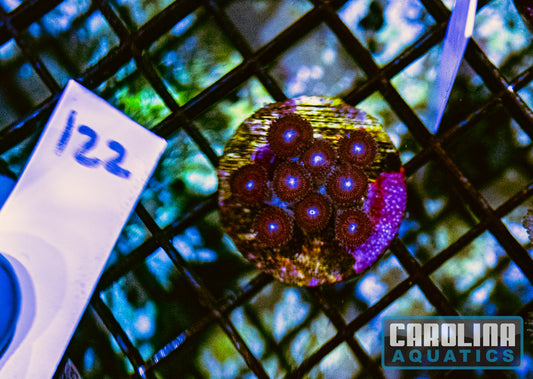 WYSIWYG 122 Zoa