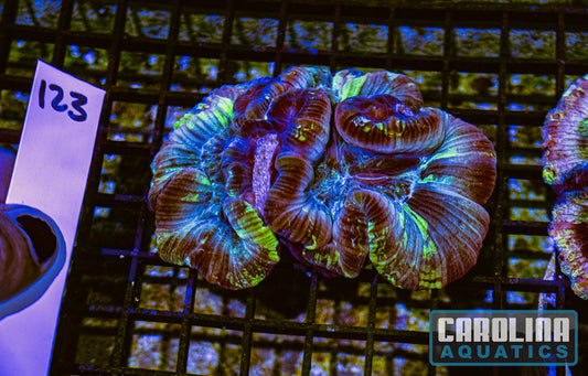 WYSIWYG 123 Wells Brain