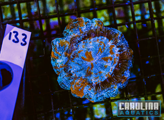 WYSIWYG 133 Acantho