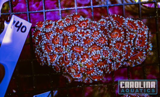 WYSIWYG 140 Acan