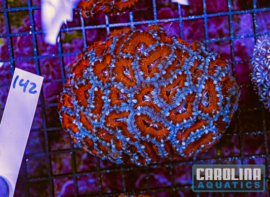 WYSIWYG 142 Acan