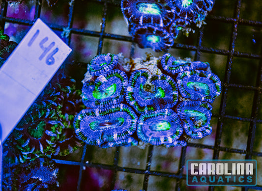 WYSIWYG 146 Acan