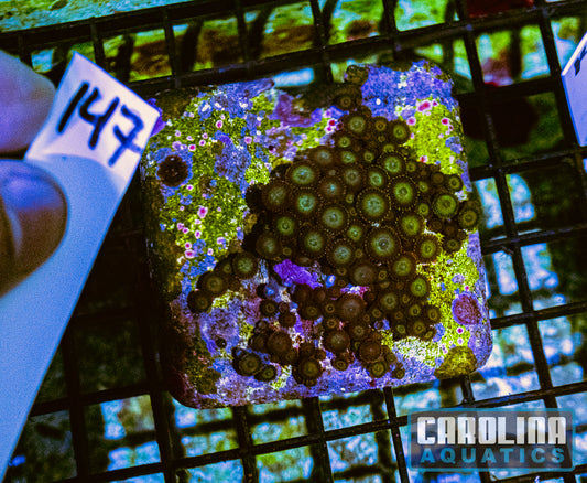 WYSIWYG 147 Zoa