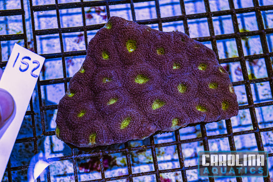 WYSIWYG 152 Acan Enchinata