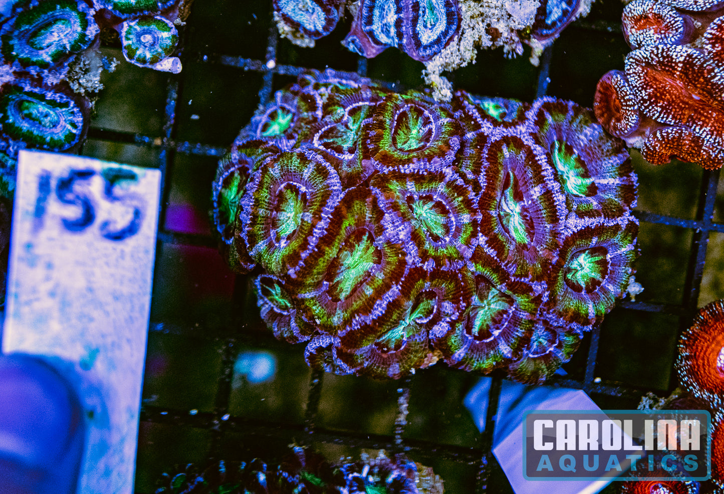 WYSIWYG 155 Acan