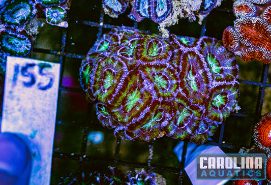 WYSIWYG 155 Acan