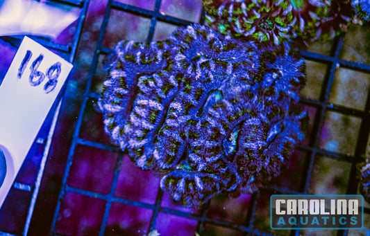WYSIWYG 168 Acan
