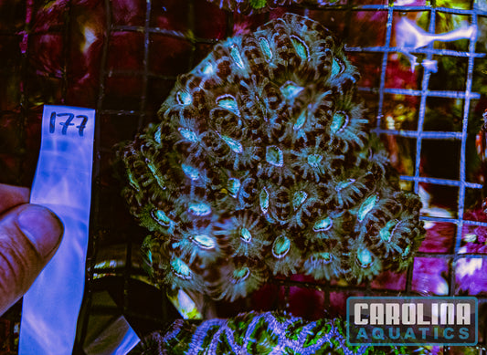 WYSIWYG 177 Acan