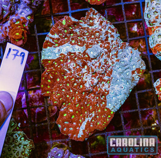 WYSIWYG 179 War Coral