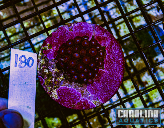 WYSIWYG 180 Zoa