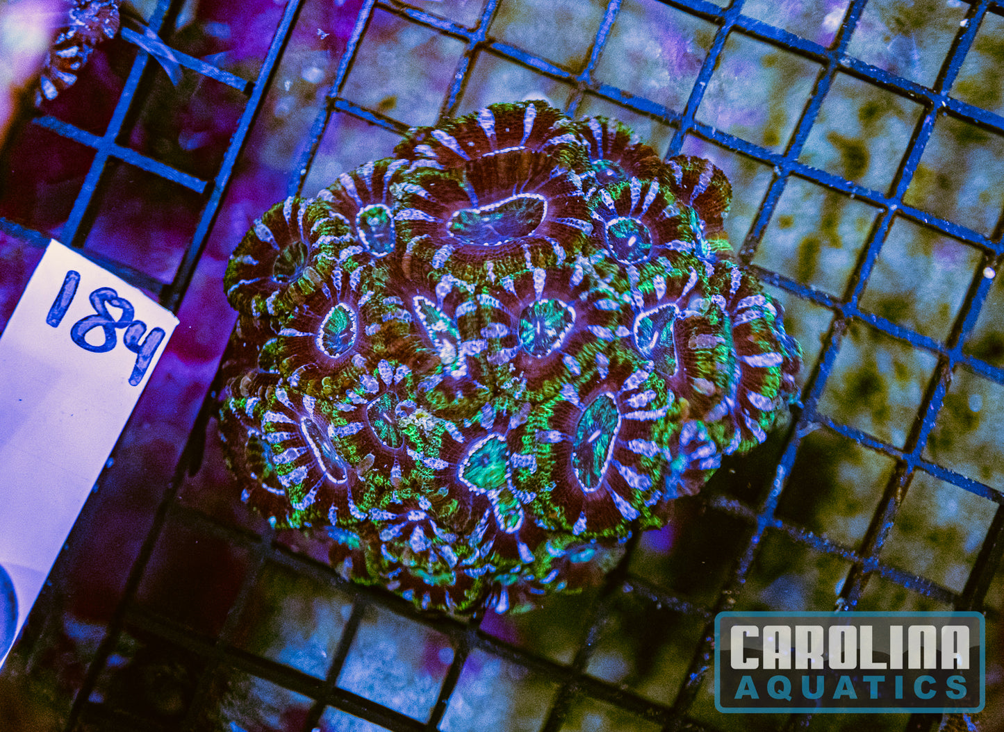 WYSIWYG 184 Acan