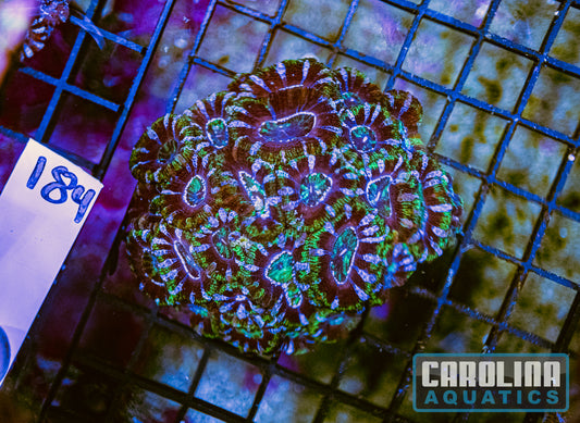 WYSIWYG 184 Acan