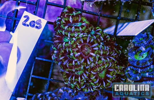 WYSIWYG 205 Acan