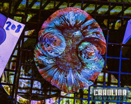 WYSIWYG 208 Wells Brain