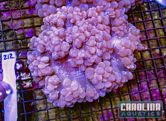 WYSIWYG 212 Bubble Coral