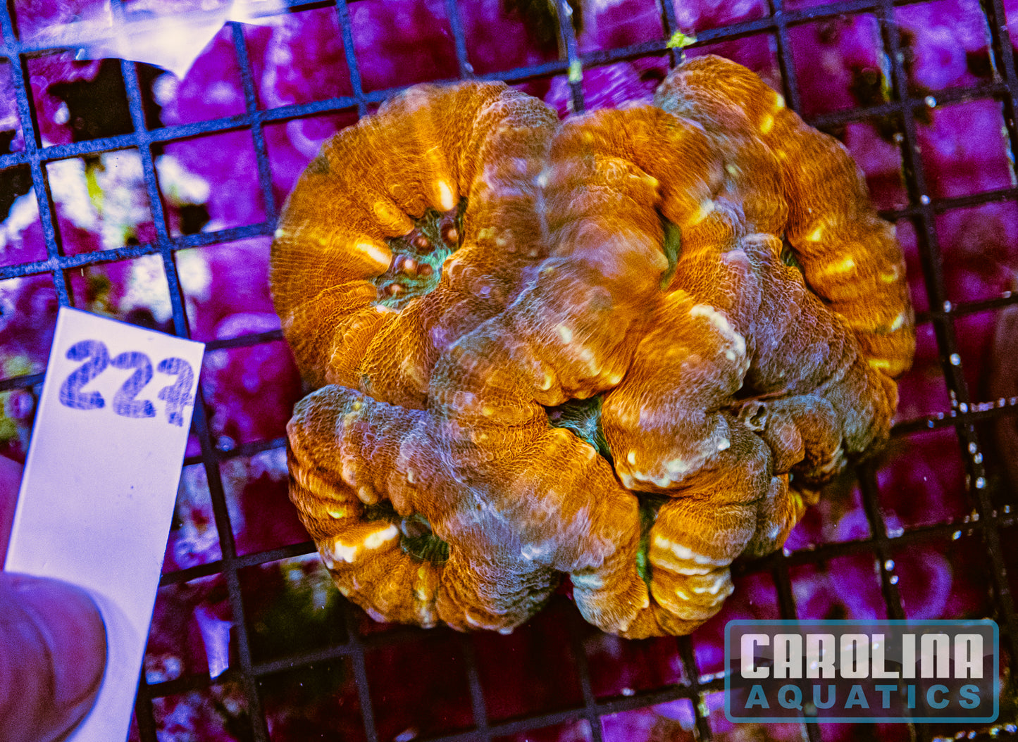 WYSIWYG 227 Lobo
