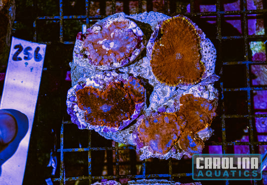 WYSIWYG 256 Mushroom