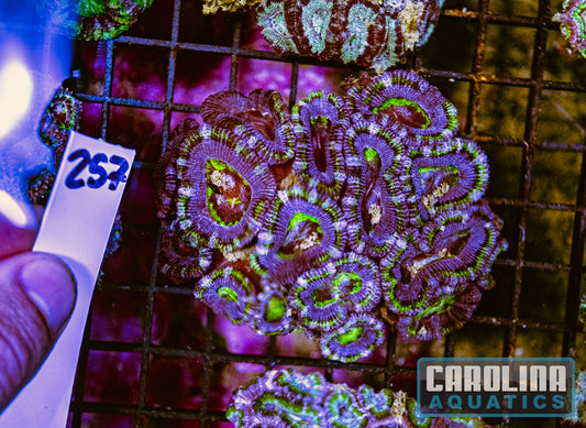 WYSIWYG 257 Acan