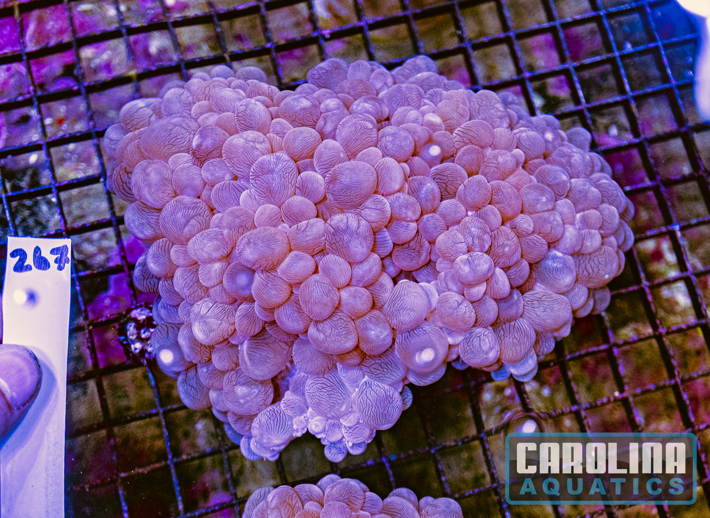 WYSIWYG 267 Bubble Coral
