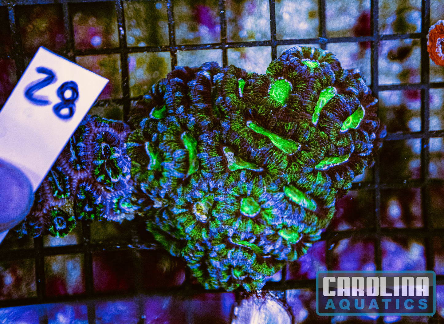 WYSIWYG 28 Acan