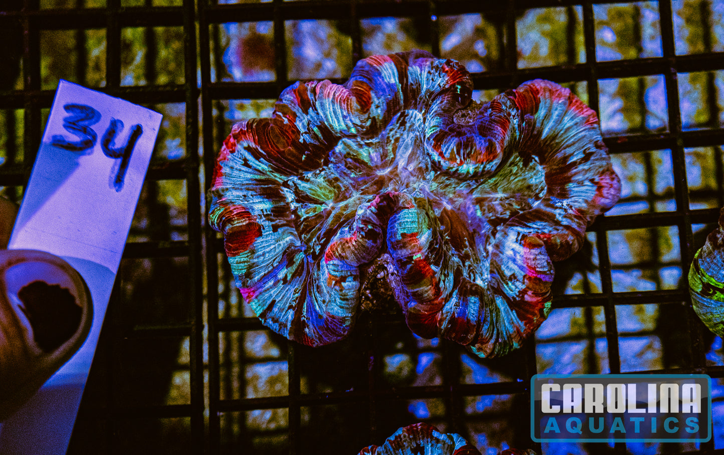WYSIWYG 34 Wells Brain