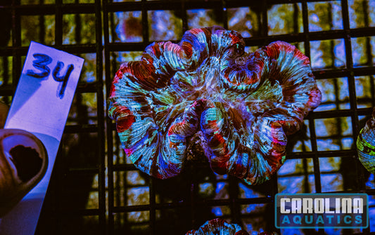 WYSIWYG 34 Wells Brain