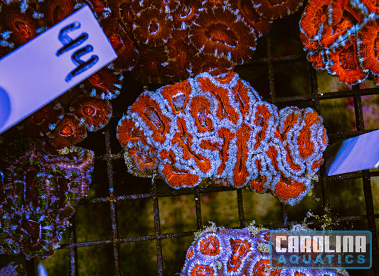 WYSIWYG 44 Acan