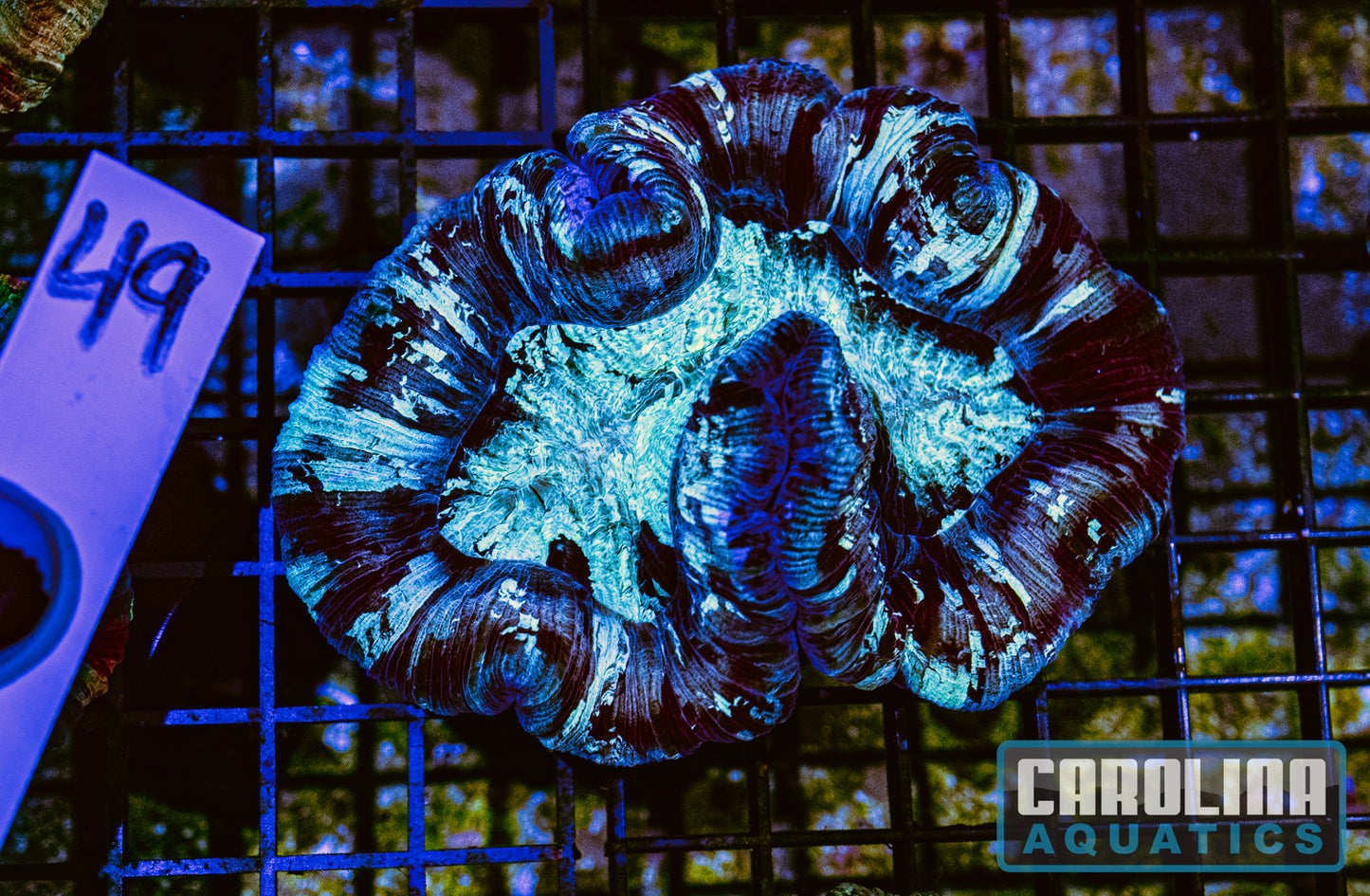 WYSIWYG 49 Wells Brain