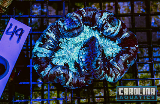 WYSIWYG 49 Wells Brain