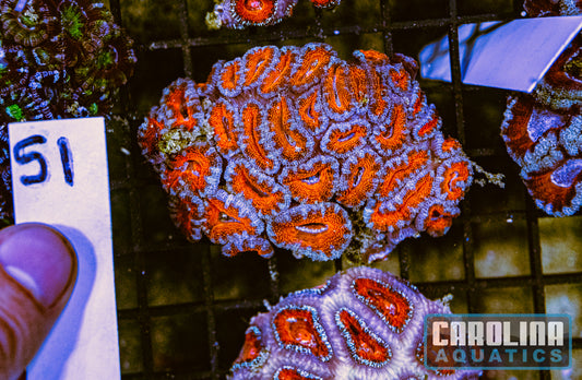 WYSIWYG 51 Acan