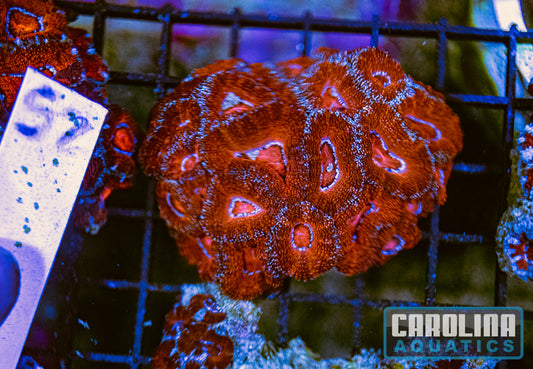WYSIWYG 52 Acan