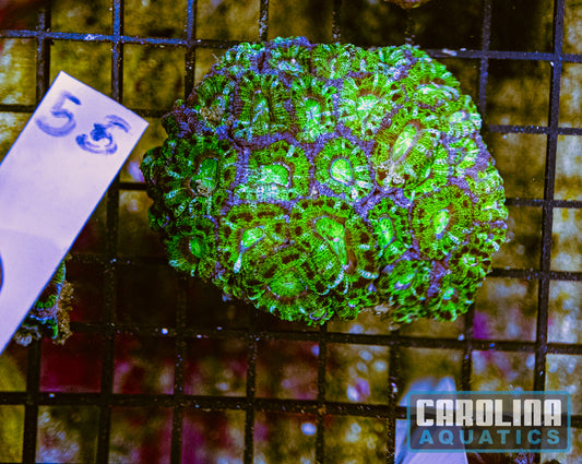 WYSIWYG 55 Acan