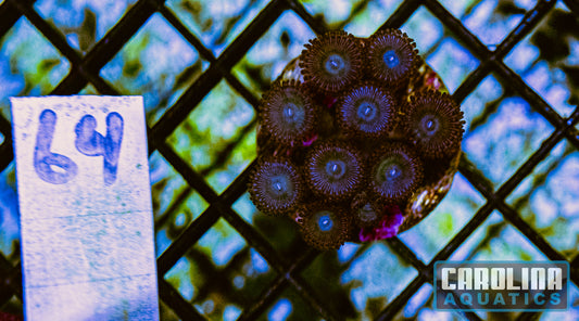 WYSIWYG 64 Zoa