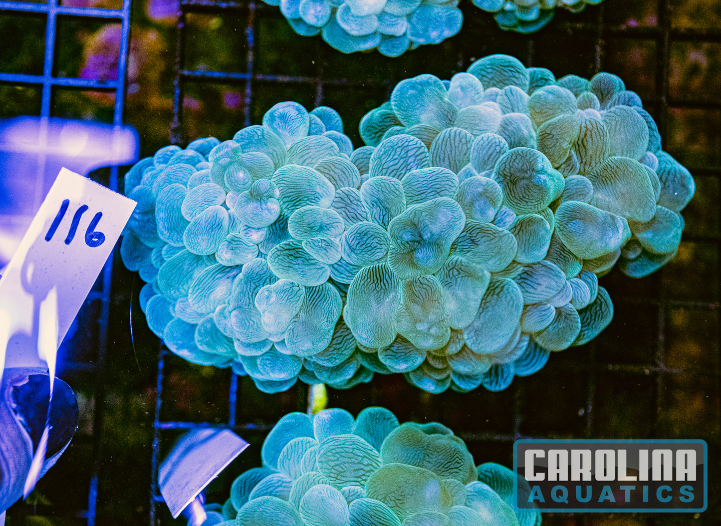 WYSIWYG 116 Bubble Coral