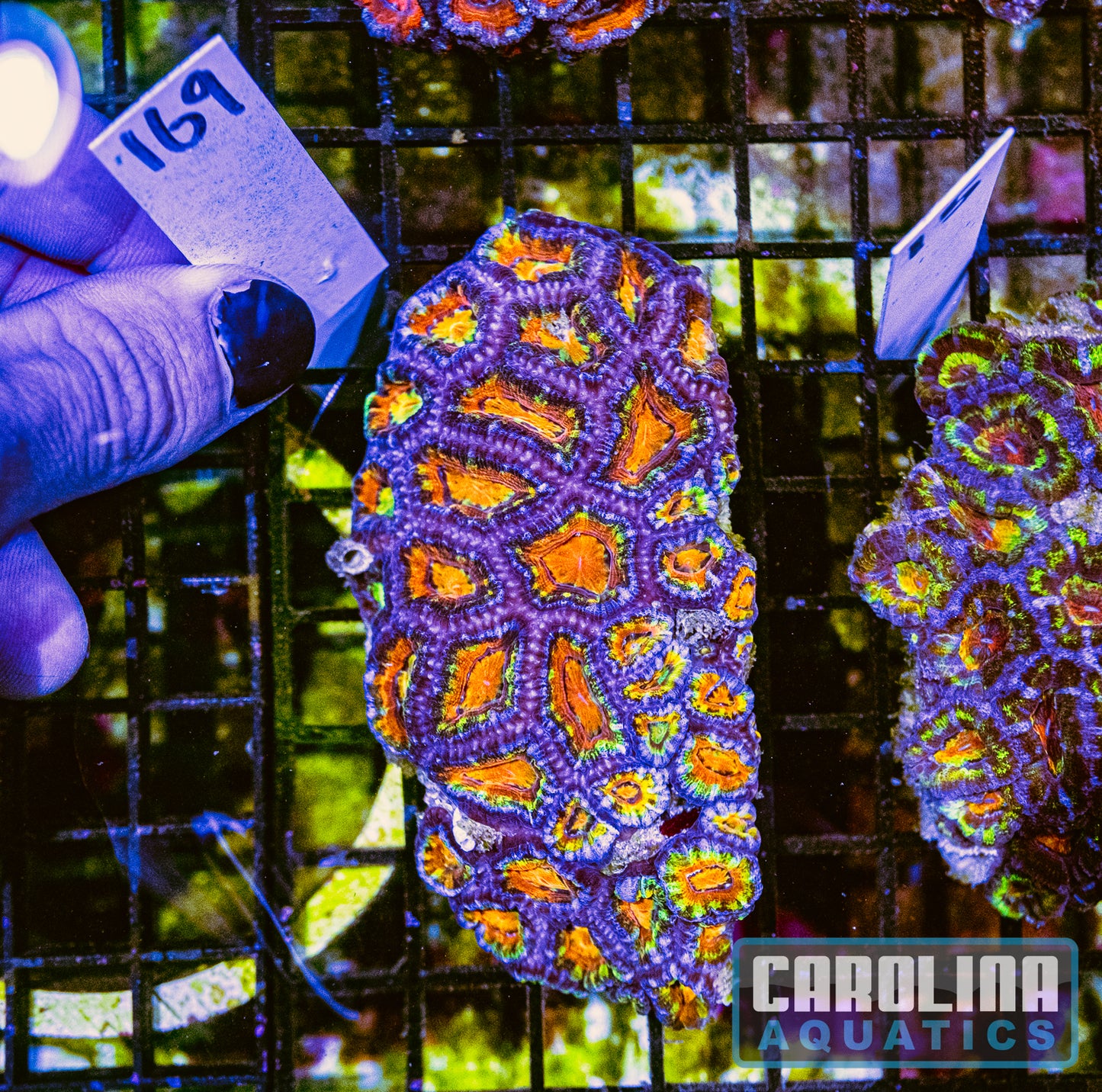 WYSIWYG 169 Acan
