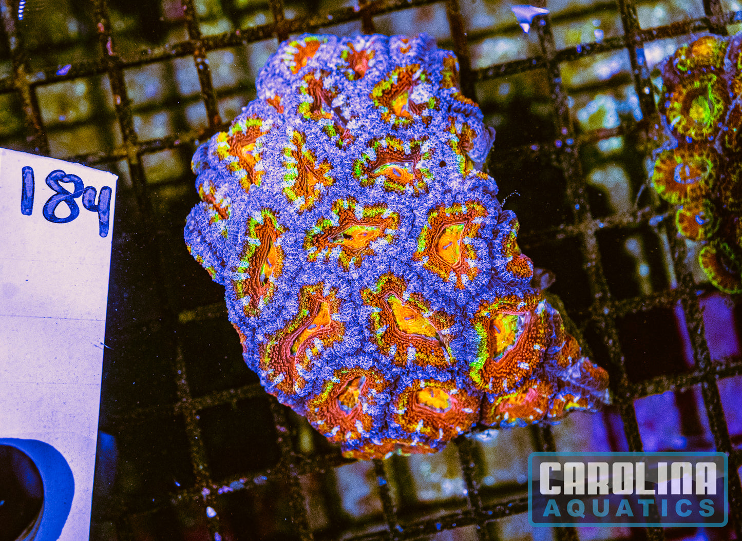 WYSIWYG 184 Acan