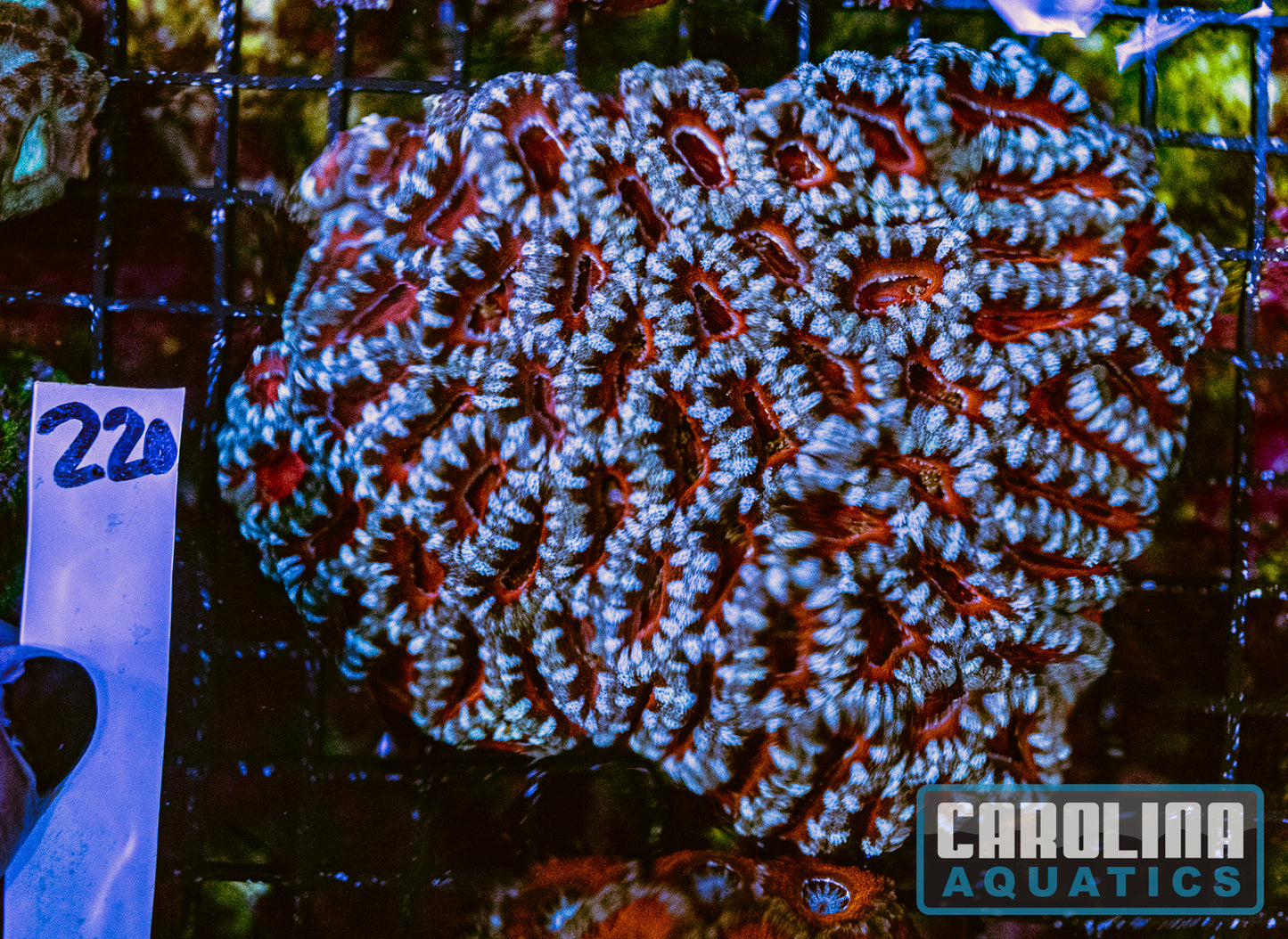WYSIWYG 220 Acan